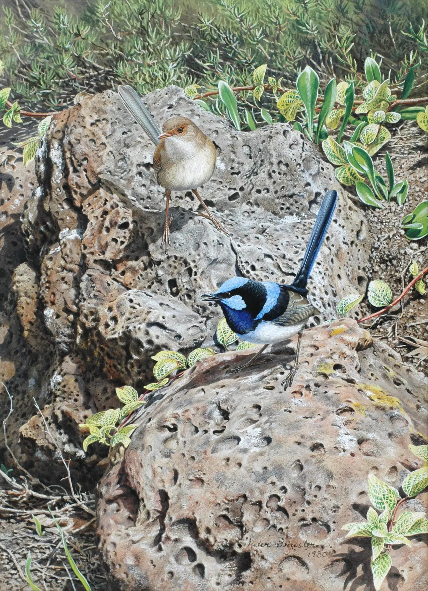 Peter Trusler - Australian Birds