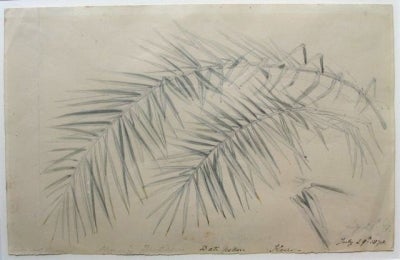 Item #1035 Date Palm, Kew, July 29th 1878. William Strutt.