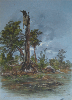 Item #1183 Burnt Tree, Cook NSW 1870. Samuel Elyard.