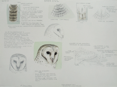 Item #1508 Barn Owl, Study Sheets 1970. Peter Trusler.