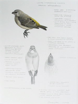 Item #1510 White Throated Canary, Study Sheet. Peter Trusler.