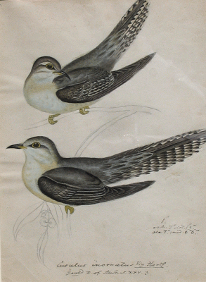 Item #1541 Pallid Cuckoo, Australia. Heinrich G. Reichenbach.