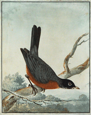 Item #1766 American Robin Turdus migratrius 1796. John W. Lewin.
