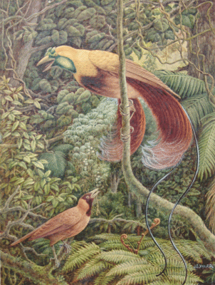 Item #1772 Red Bird of Paradise (Paradisea Rubra). John E. Ward.
