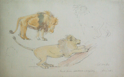 Item #1785 Studies of Lions 1886. William Strutt.