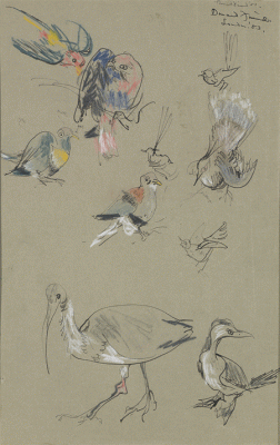 Item #336 Bird Studies, London 1953. Donald Friend.
