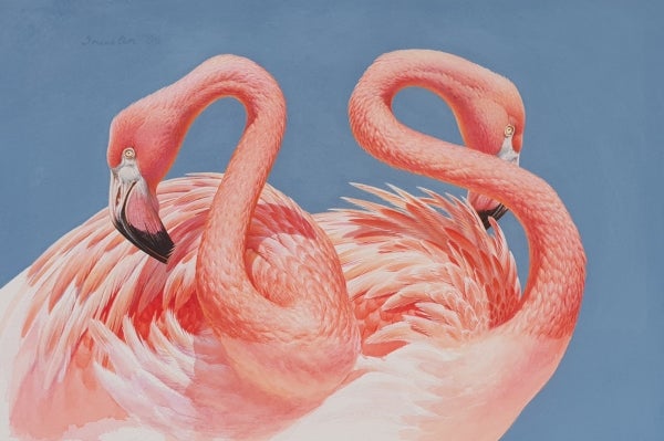 Item #3391 Preening Pair of American Flamingos 2009. Peter Trusler.