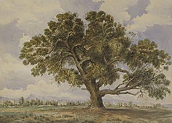 Item #346 Old Gum Tree, Flemington 1878. Francis Blower Gibbes.