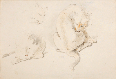 Item #3524 Studies of a Lioness. William Strutt.