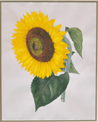 Item #3709 Helianthus annuus (Sunflower). Margaret Stones.