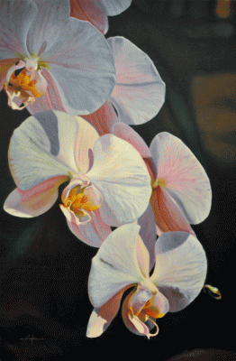 Item #3821 Moth Orchid. William Sykes.