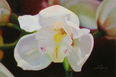 Item #3833 White Cymbidium Orchid. William Sykes.