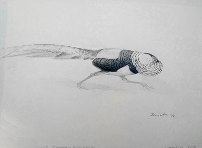 Item #3980 Lady Amherst’s Pheasant running in display attitude 1986. Peter Trusler.