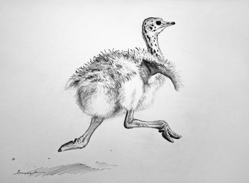 Item #4352 Running Ostrich Chick 2011. Peter Trusler.