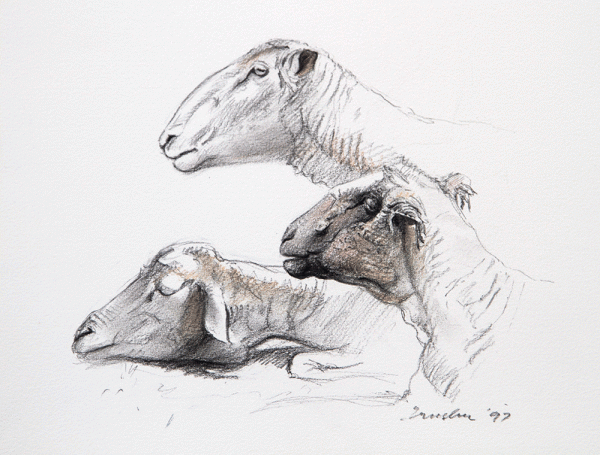 Item #4446 Three Old Sheep 1997. Peter Trusler.