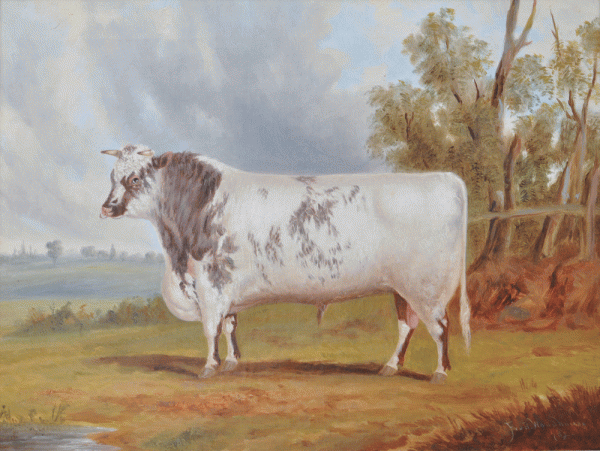 Item #4453 Roan Shorthorn Bull 1878. Frederick Woodhouse Snr.