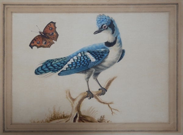Item #4939 Blue Jay and Butterfly c1779. Sarah Stone.