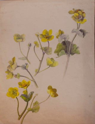 Item #5389 Yellow Wildflowers. Rosa J. Strutt