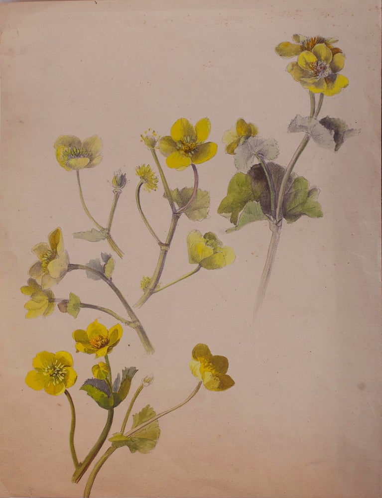 Item #5389 Yellow Wildflowers. Rosa J. Strutt.
