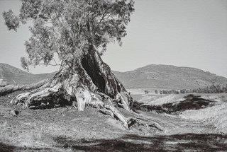 Item #5706 Cazneaux’s Tree, Flinders Ranges 2016. Peter Brown