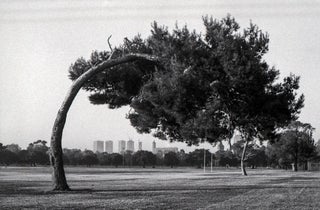 Item #5712 Bent Tree, Princes Park, Melbourne 1997. Peter Brown