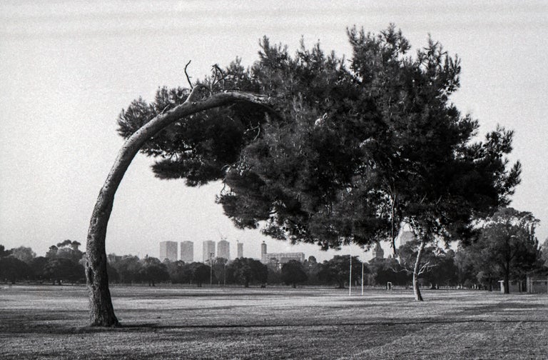 Item #5712 Bent Tree, Princes Park, Melbourne 1997. Peter Brown.