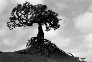 Item #5724 Lone Tree, Phillip Island near Norfolk Island 1988. Peter Brown
