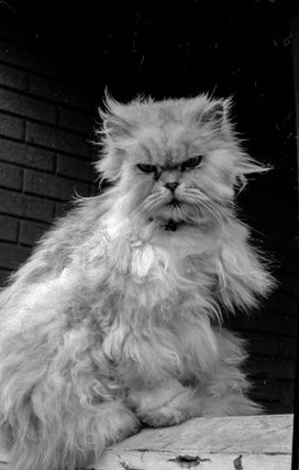 Item #5725 Sour Puss. Peter Brown