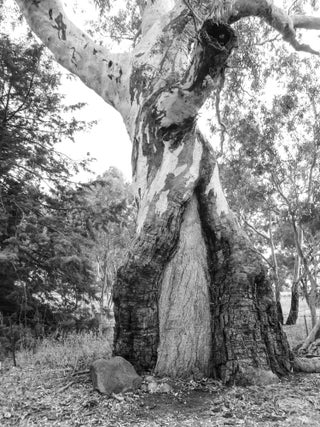 Item #5731 The Canoe Tree, Cavendish 2015. Peter Brown