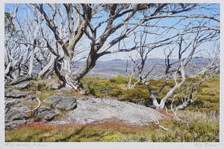 Item #5736 Snow Gums on Mount Jim, High Country Victoria 2018. Peter Brown