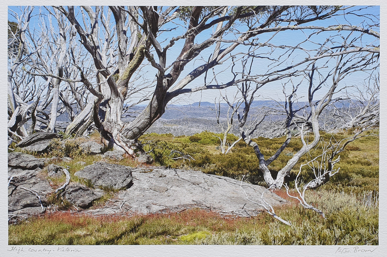 Item #5736 Snow Gums on Mount Jim, High Country Victoria 2018. Peter Brown.