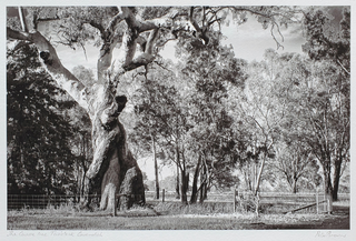 Item #5743 The Canoe Tree, Cavendish 2015. Peter Brown