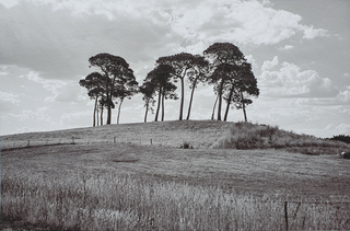 Item #5746 Trees on the Hill, Hamilton 2017. Peter Brown