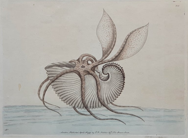 Item #5846 Greater Argonaut Octopus. Frederick Polydore Nodder.