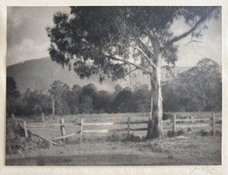 Item #5926 (Fences and Gum Tree) 1922. John B. Eaton