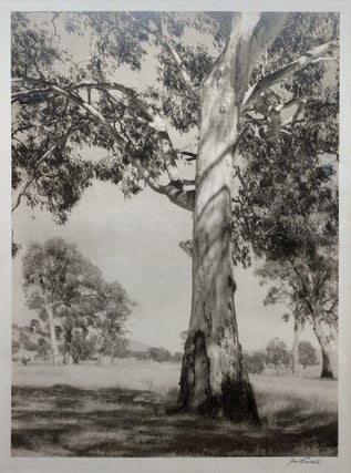Item #5927 (Old Gum Tree). John B. Eaton