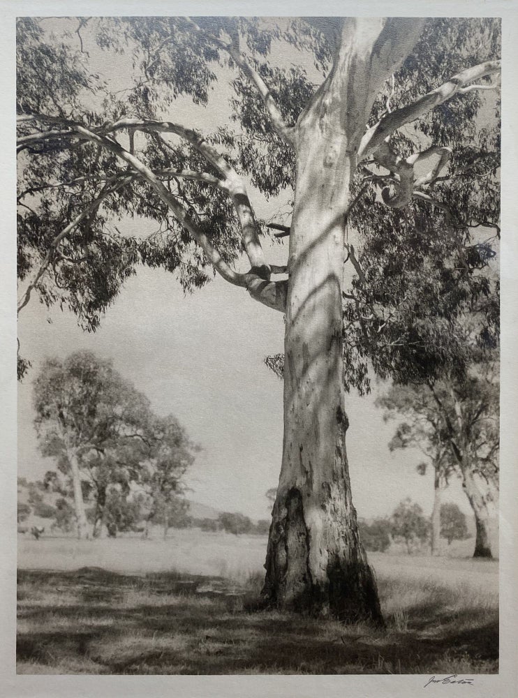 Item #5927 (Old Gum Tree). John B. Eaton.
