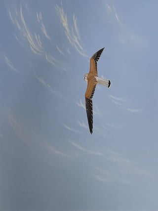 Item #6515 Male Nankeen Kestrel Hunting 1977. Peter Trusler