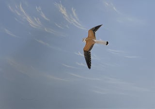 Item #6515 Male Nankeen Kestrel Hunting 1977. Peter Trusler