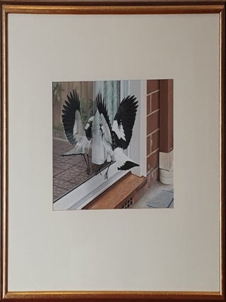 Male Mudlark and his Reflection 1979