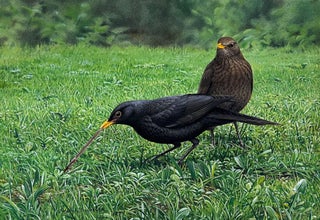 Item #6517 Blackbirds Feeding on a Lawn 1979. Peter Trusler