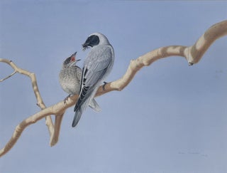 Item #6518 Black-faced Cuckoo Shrike with Recently Fledged Juvenile 1978. Peter Trusler