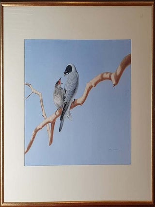 Black-faced Cuckoo Shrike with Recently Fledged Juvenile 1978