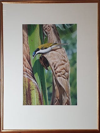 Blue-faced Honeyeater and Banana Plant 1979
