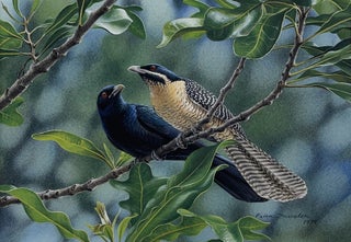 Item #6522 Indian Koels Looking for a Nesting Wattlebird 1979. Peter Trusler