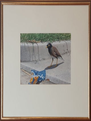 Indian Mynah Inspecting a Cheezel Packet 1979