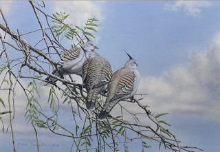 Item #6525 Crested Pigeons. Peter Trusler