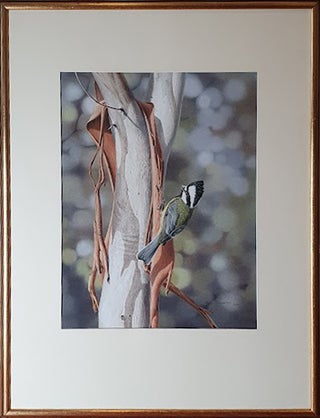 Crested Shrike-Tit gleaning on a Manna Gum 1978
