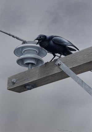 Item #6527 Australian Raven on Power Pole 1979. Peter Trusler