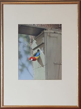 Male Eastern Rosella Inspecting a Nest Box 1978